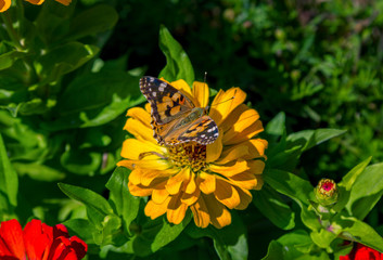 Natural background with butterfly on petals of beautiful zinnia flower with, growing in the garden. 