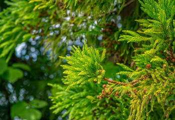 View of fir tree branch with bright green needle-like leaves and dry cones. Natural background. 