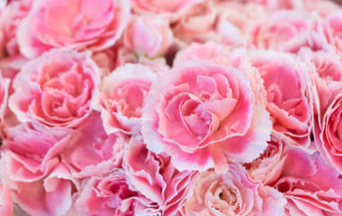 Pink carnations spray flowers have white lobe is blooming in bouquet at flower market,celebration,love,valentine day,nature pattern background,tropical flowers