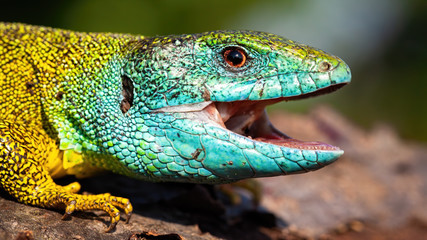 Male European green lizard, lacerta viridis, with a happy look opening mouth on a close-up shot....