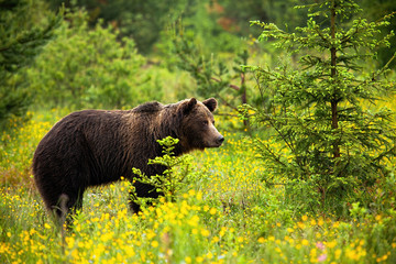 Dangerous male brown bear, ursus arctos, observing its territory on a blossoming meadow in national park. Animal wildlife in wilderness of Slovakia, Europe.