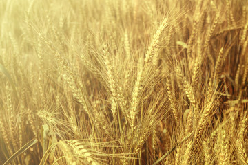Field of wheat