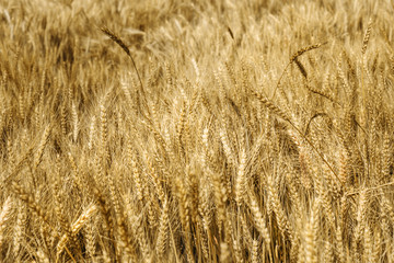 Field of wheat