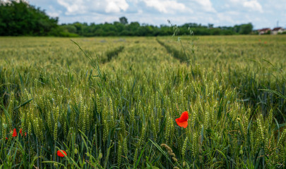 Wheat field and countryside scenery. Сultivated fields landscape in rural France.