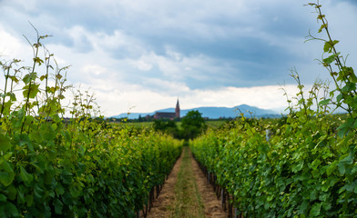 Fototapeta na wymiar Spectacular summer view of the vineyards around the Wine Road of Alsace, Eastern France. View of chateau through the vineyard.