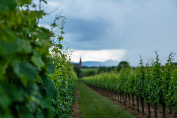 Naklejka premium Spectacular summer view of the vineyards around the Wine Road of Alsace, Eastern France. View of chateau through the vineyard.