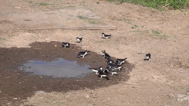 Mehlschwalben (Delichon urbicum) sammeln Nistmaterial an Pf&uuml;tze