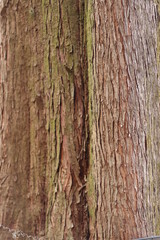 メタセコイヤ・木肌