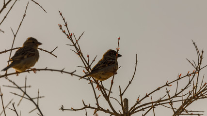 Pair of small sparrows at sunrise