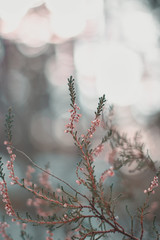 Moody dark close-up of dry, dead heather (Calluna vulgaris) plant in woods. Shallow depth of field, wide angle. Soft focus with dark blurred bokeh winter forest background