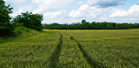 Fototapeta na wymiar Wheat field and countryside scenery. Сultivated fields landscape in rural France. Spring wheat field with a dirt road.