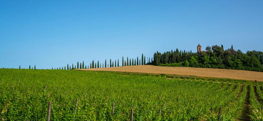 Obraz premium Beautiful view in Tuscany, Italy. Rural landscape. Countryside hills and meadows, green and yellow fields and sky. Beautiful world.