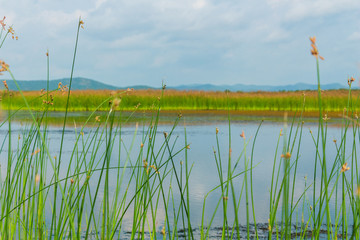 Obraz premium Bokor Mountain National Park in Kampot, Cambodia