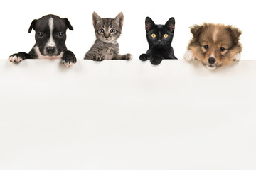 Two cute puppy dogs and two kittens hanging over a white wooden board with space for text on a white background