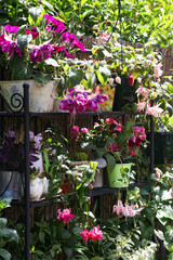 Cosy little patio area in the garden with a shelf and lots of beautiful plants on it, such as fuchsias, pelargonium, succulents and other foliage plants in shabby chic containers