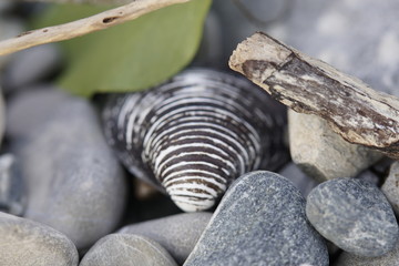 Muschel mit Steinen an Seeufer