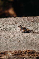 Closeup shot of a squirrel on the land