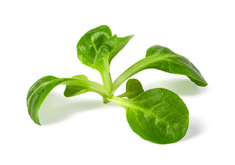 Obraz premium Corn Salad Leaves