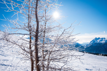 Sunny winter landscape with a tree in hoarfrost at Ski Area in Dolomites, Italy - Alpe Lusia. Ski resort in val di Fassa near Moena