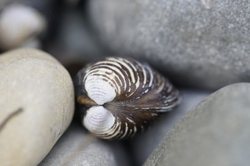 Muschel mit Steinen am Seeufer