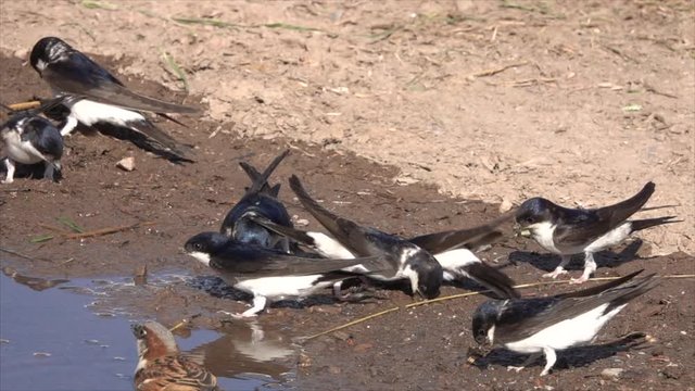 Mehlschwalben (Delichon urbicum) sammeln Nistmaterial an Pf&uuml;tze