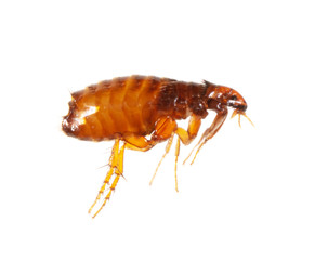 Flea isolated on a white background