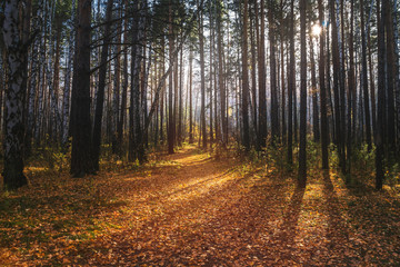 Obraz premium sunny day in a fairy forest. autumn magic forest.
