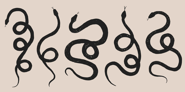 vector set of different snakes pencil drawing, vintage style graphic black and white, viper, python illustration