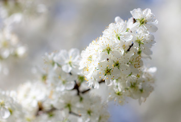 Obraz na płótnie Canvas White flowers on a fruit tree on nature
