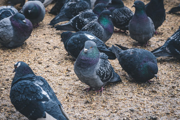 pigeons in the park. flock of pigeons in the city.