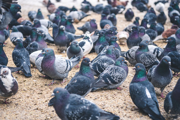 Fototapeta premium flock of pigeons in the city.