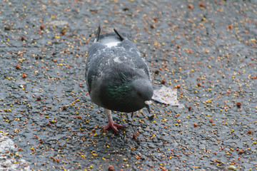 pigeon in the park