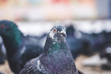 pigeon in the park