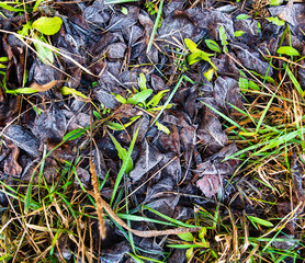 Frozen leaves on the ground in the park