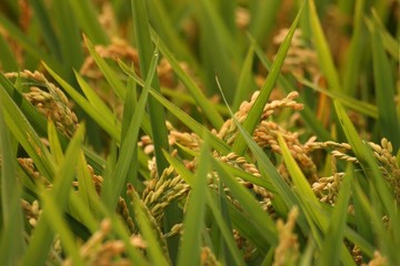 Planta del arroz del Delta del Ebro