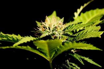 Planta de Marihuana fonde negro Amsterdam