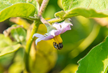 A bee on an eggplant flower on nature.