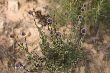 planta silvestre morada de Arag&oacute;n