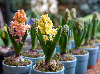 Flowering light pink and yellow Hyacinthus orientalis in pots at the garden shop in spring time.