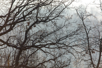 Bare tree branches in the fog at dawn