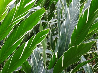 Fototapeta na wymiar Plantas y orquideas de Cuba