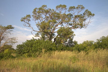 Plantas y arboles de Senegal