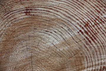 Accurate saw cut of a trunk of a long-term pine with well visible annual rings and radial cracks.