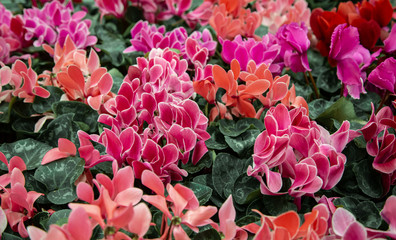 Natural beautiful background with lots of cyclamen.