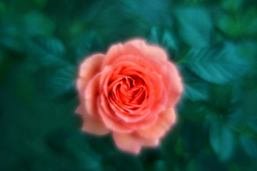 The pink orange rose in the garden is fully blooming and very beautiful