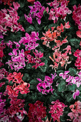 Natural beautiful background with lots of cyclamen.