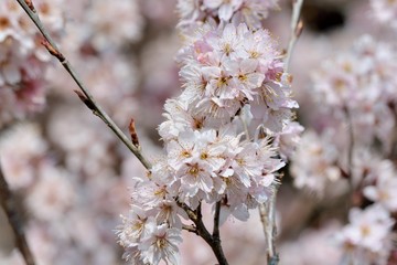 Cherry blossom flower (Cerasus pseudocerasus),in the Taiwan