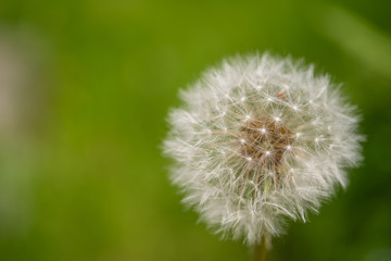 綿毛になったタンポポの風景。