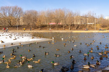 Frozen duck pond in the Park. Wintering birds in the city park - a lot of migratory wild ducks on the ice near the wormwood with water on a freezing pond. The main subject is not focus or blurry