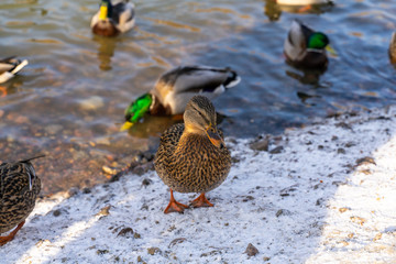 Group of wild ducks near the icy pond in winter time, wintering of wild ducks in the city, fauna ecosystem
